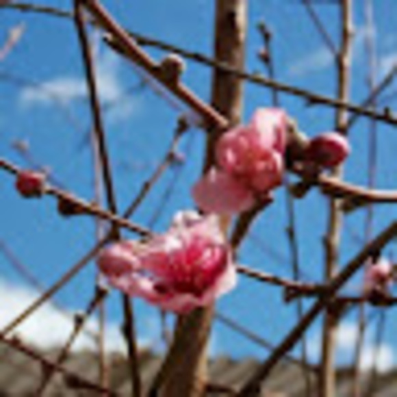 Meet your Posher, Chloe - Picture 1 of 1